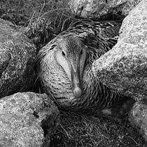 Mi proyecto del curso: Fotografía para principiantes: descubre tu cámara digital. Een project van Fotografie, Digitale fotografie y Fotografische compositie van alexialaprida - 16.04.2024