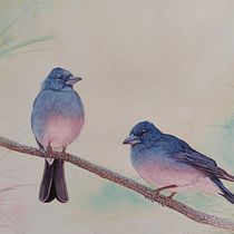 Mi proyecto del curso: Acuarela artística para ilustración de aves. Traditional illustration, Watercolor Painting, Realistic Drawing, and Naturalistic Illustration project by Ezequiel Ramírez - 04.17.2024