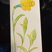 My project for course: Naturalist Illustrations with Watercolors: Drawing and Composition. Traditional illustration, Drawing, Watercolor Painting, and Naturalistic Illustration project by kylie_gayford - 04.18.2024
