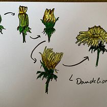 My project for course: Botanical Illustration: From Notebook to Print Ein Projekt aus dem Bereich Skizzenentwurf, Zeichnung, Botanische Illustration, Sketchbook, Illustration mit Tinte und Traditionelle Illustration von nagyae99 - 19.04.2024