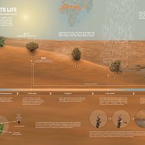 From death to life: Anastatica hierochuntica Ein Projekt aus dem Bereich Informationsdesign, Bildbearbeitung, Skulptur, Infografik und Zeichnung von marupakasrisail - 20.03.2024