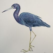 Mon projet du cours : Illustration naturaliste d'oiseaux à l'aquarelle. Ilustração tradicional, Pintura em aquarela, Desenho realista e Ilustração naturalista projeto de Marie Dubois - 21.03.2024