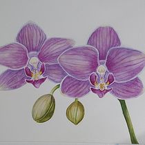 Mi proyecto del curso: Ilustración botánica con acuarela. Traditional illustration, Fine Arts, Painting, Drawing, Watercolor Painting, and Botanical Illustration project by Beatriz Valdés - 04.21.2024