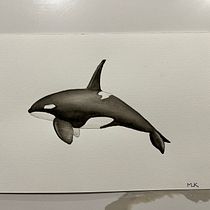 My project for course: Naturalist Illustration Techniques: Whales in Watercolor. Un progetto di Belle arti, Pittura, Pittura ad acquerello e Illustrazione naturalistica di mlreback - 09.04.2024