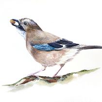 Artistic Watercolor Techniques for Illustrating Birds. Traditional illustration, Watercolor Painting, Realistic Drawing, and Naturalistic Illustration project by R R - 04.25.2024