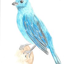 Mi proyecto del curso: Ilustración naturalista de aves con acuarela. Ilustração tradicional, Pintura em aquarela, Desenho realista e Ilustração naturalista projeto de Juan Camilo Acosta Castrillon - 26.04.2024