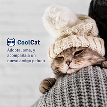 CoolCat. Een project van UX / UI, Webdesign, Digitaal ontwerp y Digitaal productontwerp van Elvia Diaz - 29.04.2024