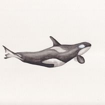 My project for course: Naturalist Illustration Techniques: Whales in Watercolor. Un progetto di Belle arti, Pittura, Pittura ad acquerello e Illustrazione naturalistica di Joaquin Romero - 30.04.2024