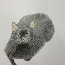 Meu projeto do curso: Retratos de pets a lápis de cor. Traditional illustration, and Naturalistic Illustration project by ledata - 04.26.2024