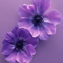 Punto Morado. Writing, Creativit, Stor, telling, Narrative, and Creative Writing project by Carolina González - 04.28.2024