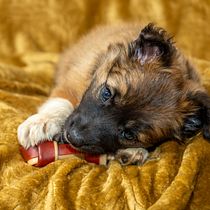 Mi proyecto del curso: Introducción a la fotografía de perros. Un projet de Photographie, Photographie de portrait, Photographie de studio, Photographie documentaire, Photographie lifest, le , et Photographie intérieure de atenciatriana - 03.05.2024