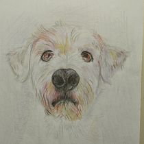 My project for course: Pet Portraits in Colored Pencils. Traditional illustration, and Naturalistic Illustration project by Ismini Mylona - 05.09.2024