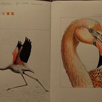 Il mio progetto del corso: Quaderno di viaggio illustrato: registra la natura. Pencil Drawing, Drawing, Watercolor Painting, Sketchbook, and Naturalistic Illustration project by Claudia Foroni - 05.12.2024