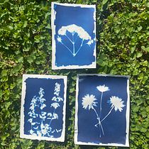 My project for course: Cyanotype: Printing with Light. Un projet de Artisanat, Beaux Arts, Estampe, DIY , et Photographie argentique de Danielle Grace - 12.05.2024