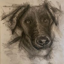 My project for course: Animal Illustration with Charcoal and Ink. Fine Arts, Drawing, Ink Illustration, and Naturalistic Illustration project by carolineheke - 05.13.2024