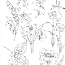 Mijn project van de cursus: Leer hoe je de natuur illustreert met aquarel en pennen. Traditional illustration, Fine Arts, Painting, Drawing, Watercolor Painting, and Botanical Illustration project by jelvanrijn - 05.16.2024