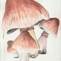 My project for course: Botanical Watercolor Illustration: Cross-hatching Technique. Fine Arts, Painting, Watercolor Painting, and Botanical Illustration project by Crystal Owen - 05.17.2024