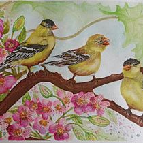 Mon projet du cours : Techniques artistiques d'aquarelle pour illustrer les oiseaux. Traditional illustration, Watercolor Painting, Realistic Drawing, and Naturalistic Illustration project by Michelle Guay - 05.17.2024