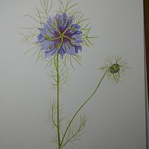 Mon projet du cours : Illustration botanique à l'aquarelle : la technique des hachures. Fine Arts, Painting, Watercolor Painting, and Botanical Illustration project by ctine13 - 05.22.2024