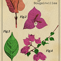 Mi proyecto del curso: Ilustración botánica: del cuaderno a la lámina Ein Projekt aus dem Bereich Traditionelle Illustration, Skizzenentwurf, Zeichnung, Botanische Illustration, Sketchbook und Illustration mit Tinte von helena230426 - 22.05.2024