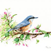 Il mio progetto del corso: Uccelli e fauna selvatica ad acquerello. Un progetto di Belle arti, Disegno a matita, Disegno, Pittura ad acquerello, Disegno realistico e Illustrazione naturalistica di Pina Muscas - 23.05.2024