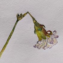 My project for course: Botanical Watercolor Illustration: Cross-hatching Technique. Fine Arts, Painting, Watercolor Painting, and Botanical Illustration project by Jomy Johnson - 05.25.2024