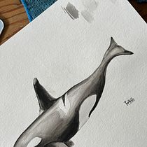 Mein Abschlussprojekt für den Kurs: Techniken der naturalistischen Illustration: Wale in Aquarell. Un progetto di Belle arti, Pittura, Pittura ad acquerello e Illustrazione naturalistica di Tjark Hansen - 26.05.2024