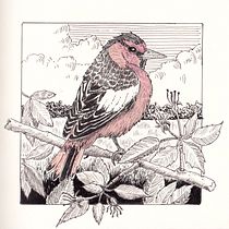 My project for course: Dip Pen and Ink Illustration: Capturing The Natural World. Sketching, Drawing, Artistic Drawing, Sketchbook, Ink Illustration, and Naturalistic Illustration project by bethrobson - 05.30.2024