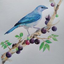 Meu projeto do curso: Pintura em aquarela: arte de aves e fauna naturalista. Un proyecto de Bellas Artes, Dibujo, Pintura a la acuarela, Dibujo realista, Ilustración naturalista				 y Dibujo a lápiz de San Tiemi - 02.06.2024