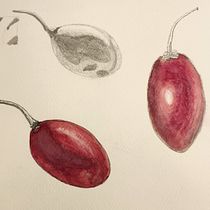 My project for course: Botanical Watercolor: Illustrating Art and Science. Un progetto di Pittura, Disegno, Pittura ad acquerello, Illustrazione botanica, Illustrazione tradizionale e Belle arti di Sara Meade - 04.06.2024
