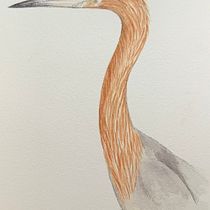 My project for course: Naturalist Bird Illustration with Watercolors. Ilustração tradicional, Pintura em aquarela, Desenho realista e Ilustração naturalista projeto de dot Payne - 03.06.2024