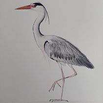 My project for course: Naturalist Bird Illustration with Watercolors. Ilustração tradicional, Pintura em aquarela, Desenho realista e Ilustração naturalista projeto de Vera Ester - 05.06.2024