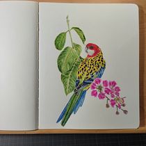 Mon projet du cours : Art naturaliste à l'aquarelle : oiseaux et faune sauvage. Un progetto di Belle arti, Disegno a matita, Disegno, Pittura ad acquerello, Disegno realistico e Illustrazione naturalistica di Dominique Mauqui - 05.06.2024