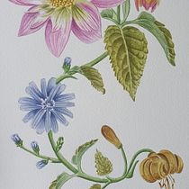 Mi proyecto del curso: Acuarela realista para composiciones botánicas. Un projet de Illustration traditionnelle, Peinture, Dessin, Aquarelle et Illustration botanique de edelestalc - 09.06.2024
