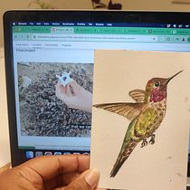 My project for course: Naturalist Bird Illustration with Watercolors. Ilustração tradicional, Pintura em aquarela, Desenho realista e Ilustração naturalista projeto de aditi_chugh - 05.06.2024