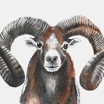 Il mio progetto del corso: Illustrazione realistica di animali selvatici ad acquerello . % Serena Maggi tarafından hazırlanan Güzel sanatlar, Tablo, Sulubo, a Resim, Doğalcı İllüstras, Ve on projesi - 06.12.2024