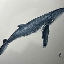 Mi proyecto del curso: Técnicas de ilustración naturalista: ballenas en acuarela. Un progetto di Belle arti, Pittura, Pittura ad acquerello e Illustrazione naturalistica di carolinaloaizacas - 05.06.2024