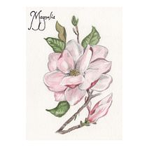 Il mio progetto del corso: Illustrazione botanica con acquerello. Traditional illustration, Fine Arts, Painting, Drawing, Watercolor Painting, and Botanical Illustration project by giovanna_forteleoni - 06.16.2024