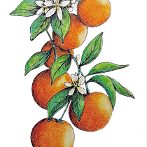 Il mio progetto del corso: Creazione di pattern botanici a partire da un disegno. Un projet de Illustration numérique, Illustration botanique , et Dessin numérique de Tiziana Pezzali - 18.06.2024
