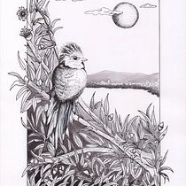 Mi proyecto del curso: Ilustración con tinta y plumilla: captura el mundo natural. Drawing, Artistic Drawing, Ink Illustration, Naturalistic Illustration, Sketching, and Sketchbook project by norma mainero - 06.20.2024