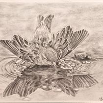 My project for course: Naturalistic Animal Drawing with Graphite Pencil. Traditional illustration, Pencil Drawing, Drawing, and Naturalistic Illustration project by Michelle Esterhuizen - 06.20.2024