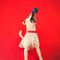 Mi proyecto del curso: Introducción a la fotografía de perros. Un projet de Photographie, Photographie de portrait, Photographie de studio, Photographie documentaire, Photographie lifest, le , et Photographie intérieure de apartvision656 - 26.06.2024