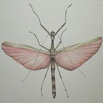 My project for course: Naturalist Journaling with Watercolor. Traditional illustration, Watercolor Painting, Botanical Illustration, Sketchbook, and Naturalistic Illustration project by silvia_a_rome - 06.26.2024