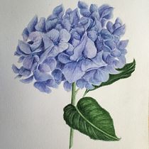 Il mio progetto del corso: Illustrazioni botaniche ad acquerello: tecnica del tratteggio. Fine Arts, Painting, Watercolor Painting, and Botanical Illustration project by guadagno.t - 06.27.2024