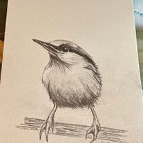 My project for course: Artistic Watercolor Techniques for Illustrating Birds. Traditional illustration, Watercolor Painting, Realistic Drawing, and Naturalistic Illustration project by Shelley Campbell - 07.01.2024