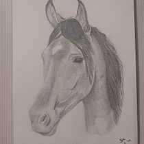 Il mio progetto del corso: Immagini realistiche della fauna in matita grafite. Un projet de Beaux Arts, Dessin au cra, on, Dessin, Dessin réaliste et Illustration naturaliste de Samuele Campelli - 02.07.2024
