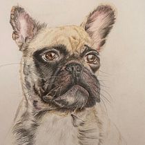 Meu projeto do curso: Retratos de pets a lápis de cor. Traditional illustration, and Naturalistic Illustration project by Susana Gonçalves - 07.06.2024