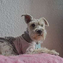 Mi proyecto del curso: Introducción a la fotografía de perros. Un projet de Photographie, Photographie de portrait, Photographie de studio, Photographie documentaire, Photographie lifest, le , et Photographie intérieure de Sofia Lagunas - 07.07.2024