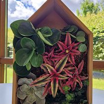 Mis Cuadros Vivos. Een project van Interieurontwerp, L, scaping,  Interieurdecoratie, DIY y Bloem- en plantenschikken van Lina Echavarria - 10.07.2024