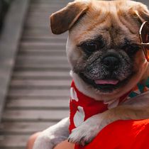 Meu projeto do curso: Introdução à fotografia de cachorros. Un projet de Photographie, Photographie de portrait, Photographie de studio, Photographie documentaire, Photographie lifest, le , et Photographie intérieure de Paty Zupo - 10.07.2024